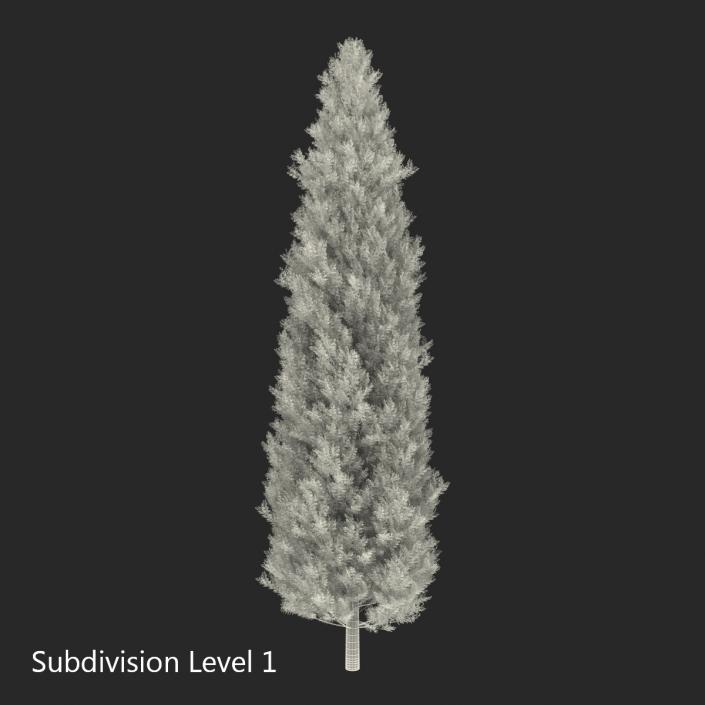 Cypress Tree 3D