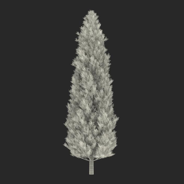 Cypress Tree 3D