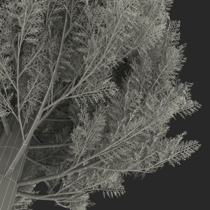 Cypress Tree 3D