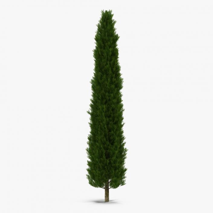 Cypress Tree 2 3D model