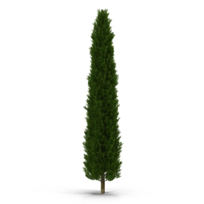 Cypress Tree 2 3D model