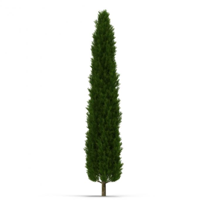 Cypress Tree 2 3D model