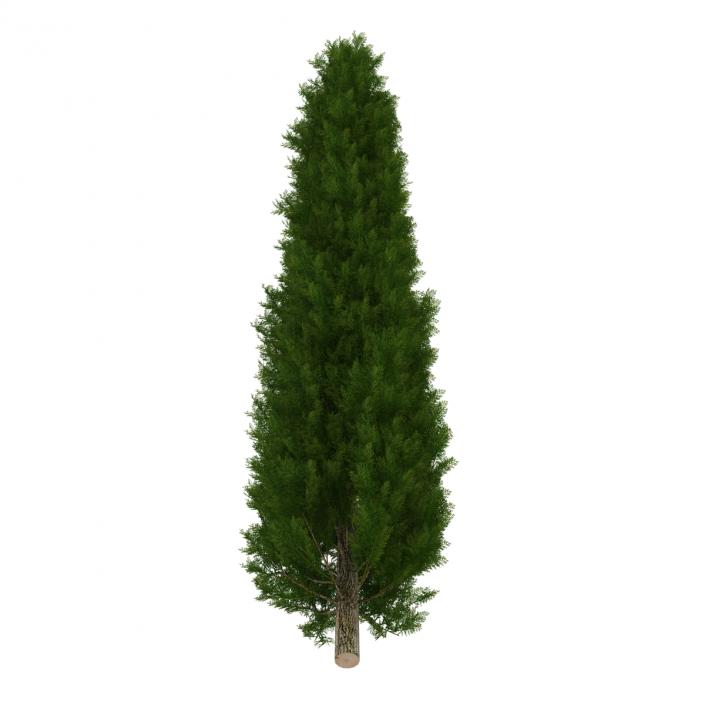 Cypress Tree 2 3D model