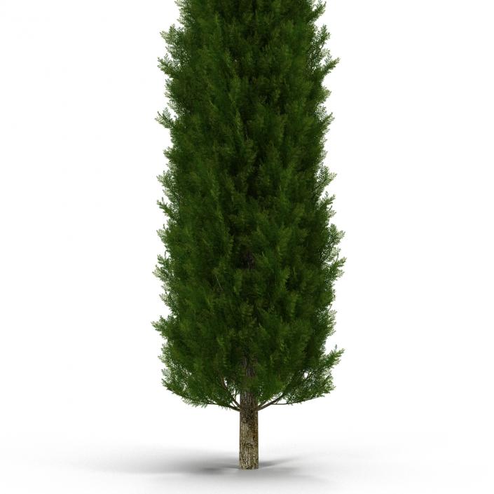 Cypress Tree 2 3D model