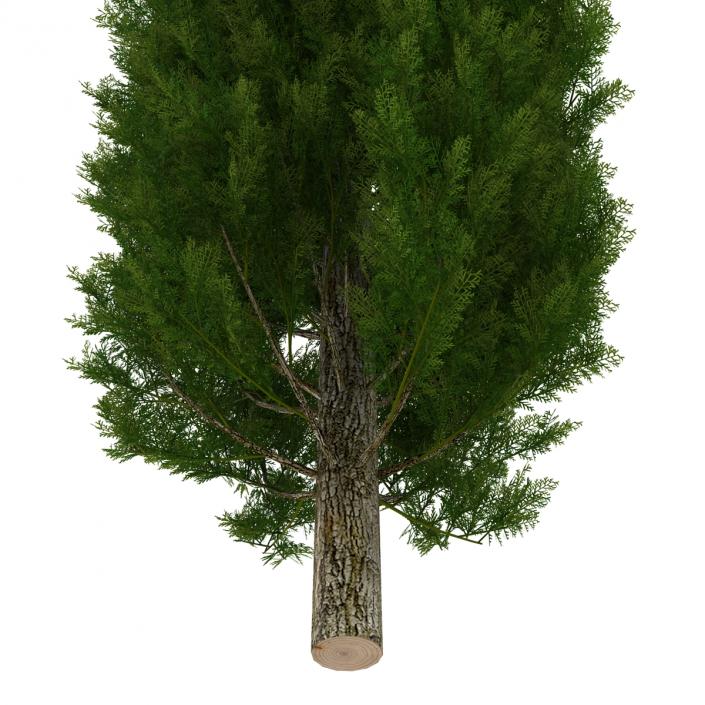 Cypress Tree 2 3D model