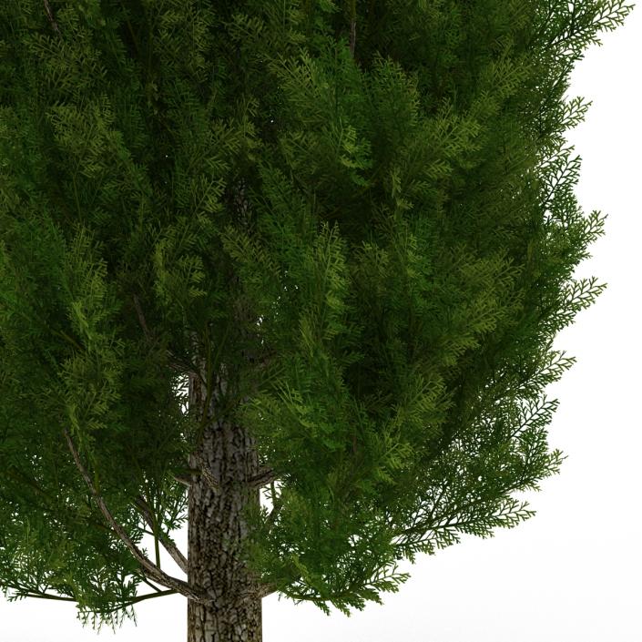 Cypress Tree 2 3D model