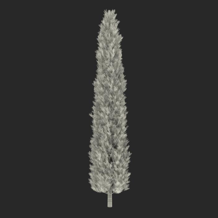 Cypress Tree 2 3D model