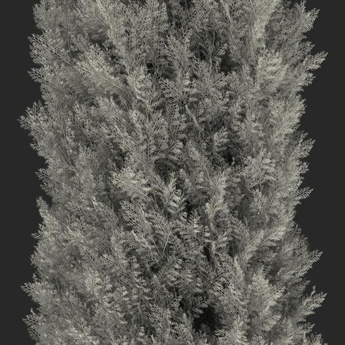 Cypress Tree 2 3D model