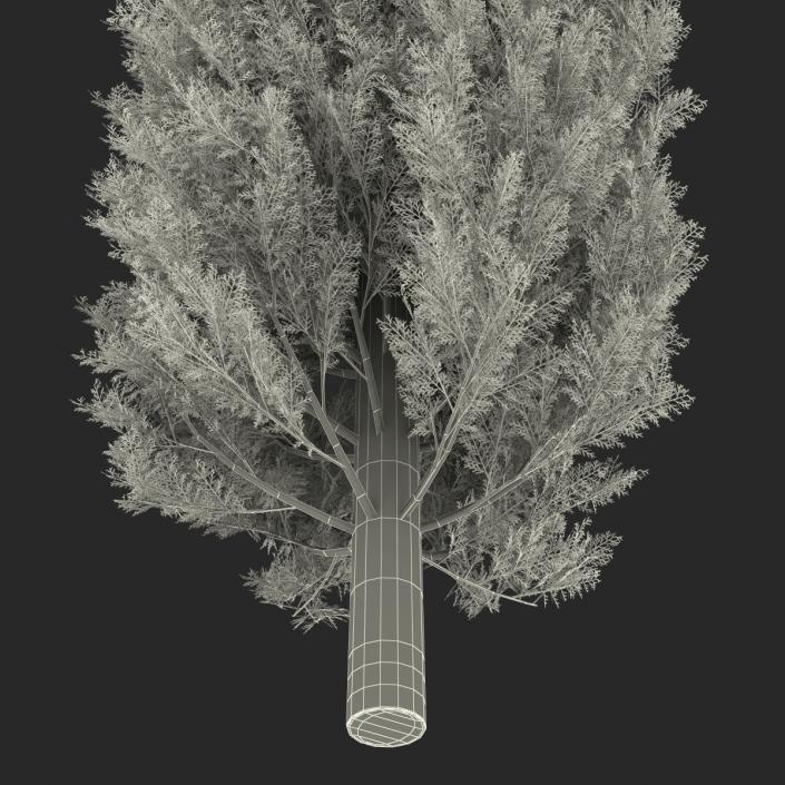 Cypress Tree 2 3D model