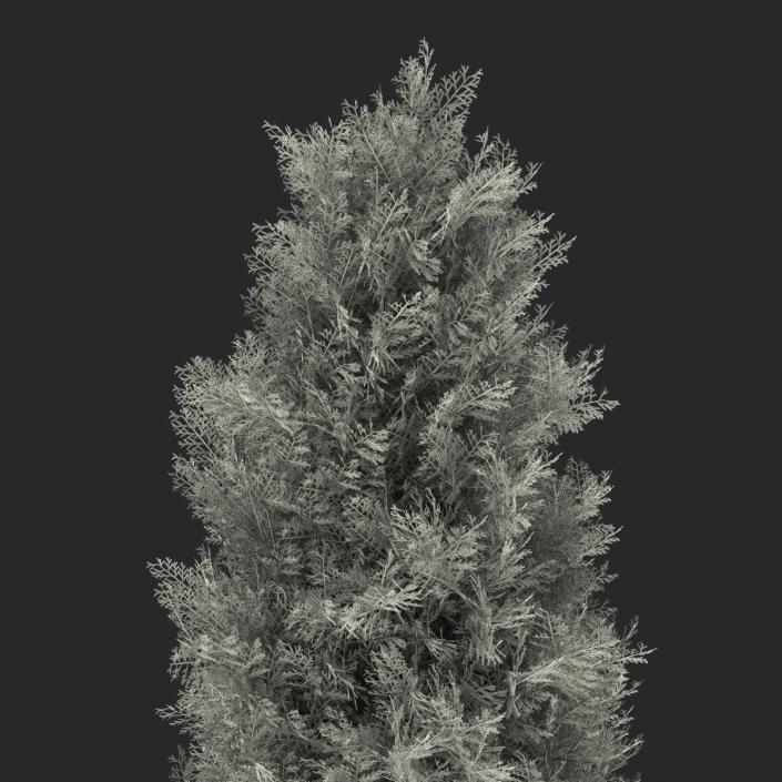 Cypress Tree 2 3D model