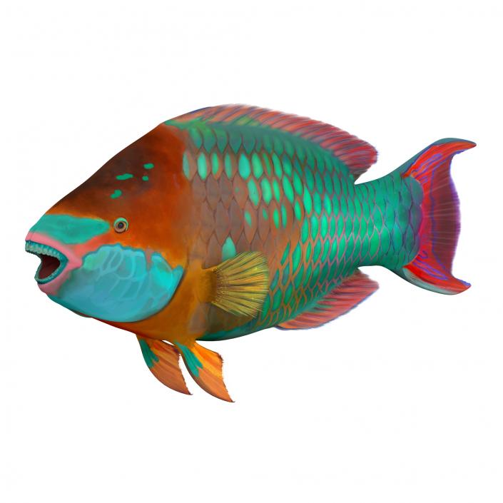 Rainbow Parrot Fish 3D model