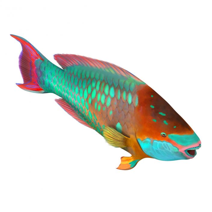 Rainbow Parrot Fish 3D model