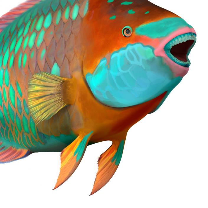 Rainbow Parrot Fish 3D model