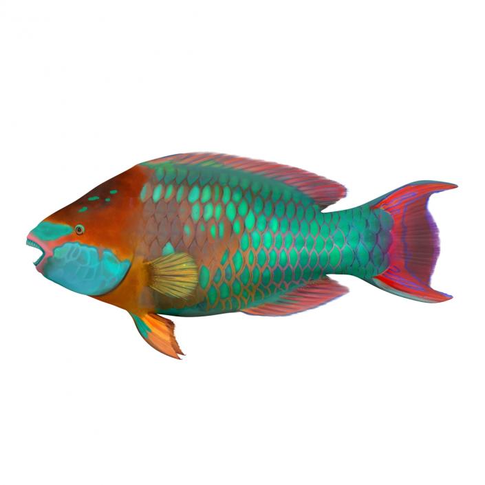 3D Rainbow Parrot Fish Rigged