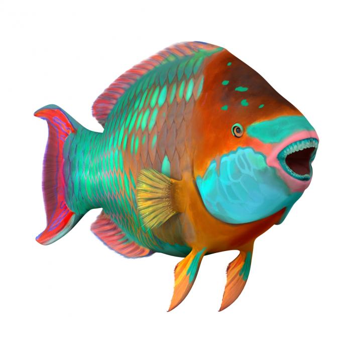 3D Rainbow Parrot Fish Rigged