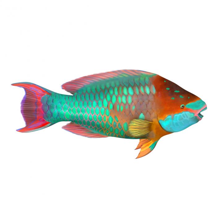 3D Rainbow Parrot Fish Rigged