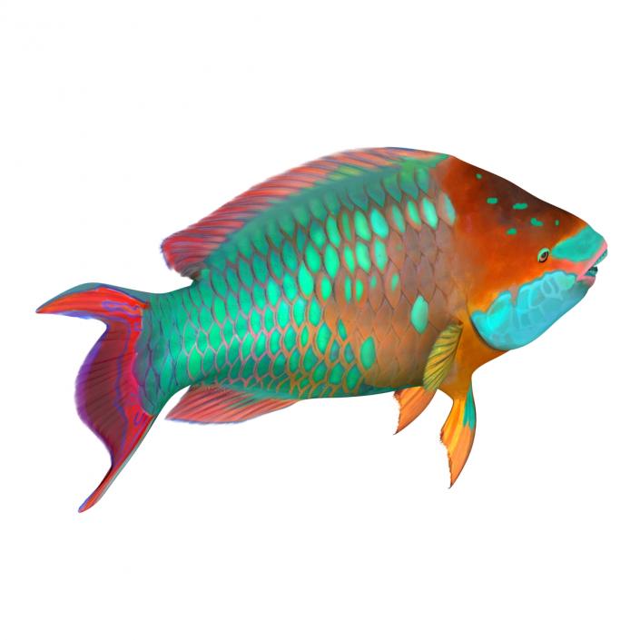 3D Rainbow Parrot Fish Rigged