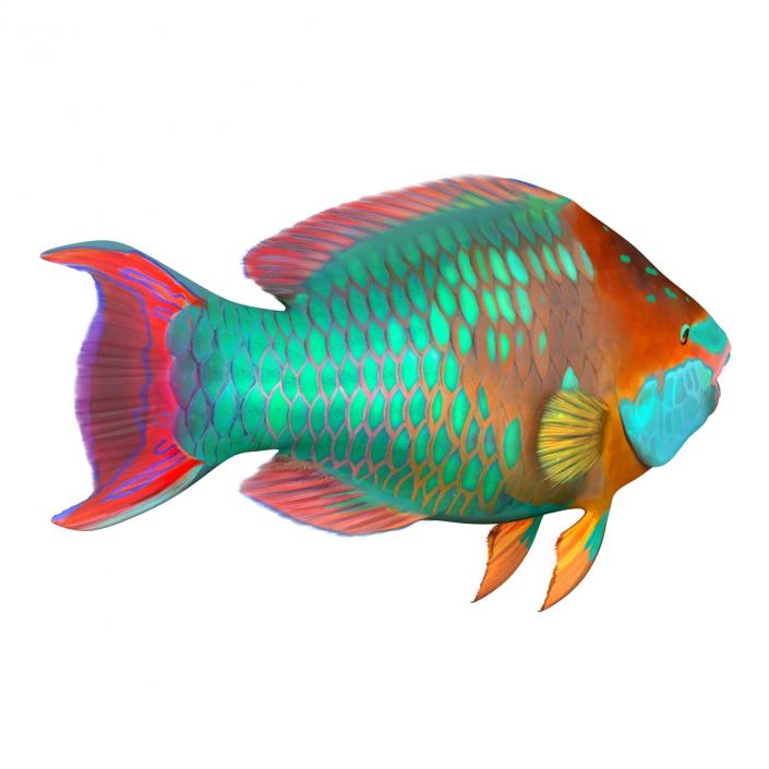 3D Rainbow Parrot Fish Rigged