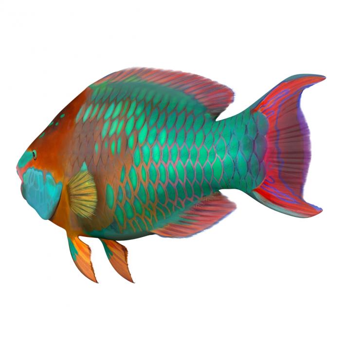 3D Rainbow Parrot Fish Rigged