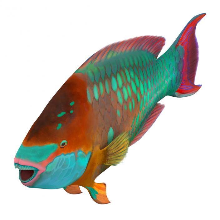 3D Rainbow Parrot Fish Rigged