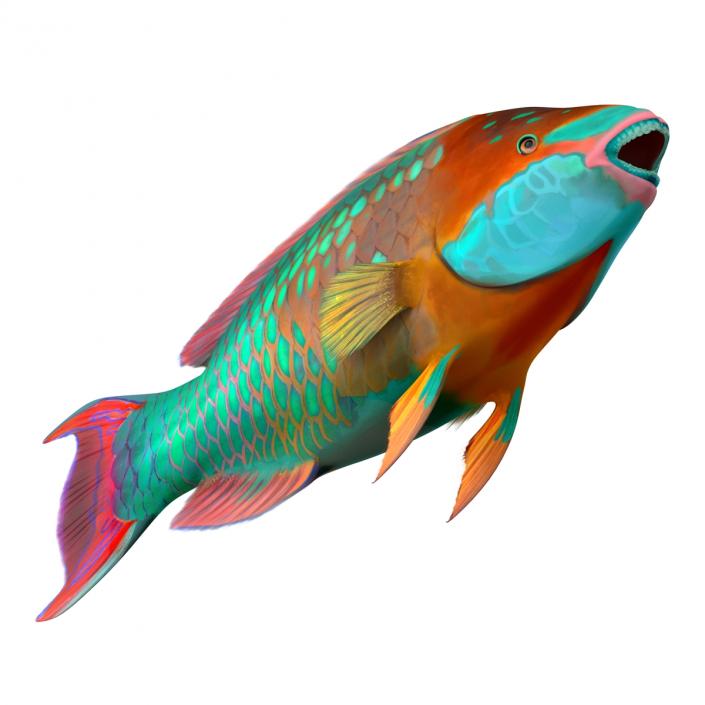 3D Rainbow Parrot Fish Rigged