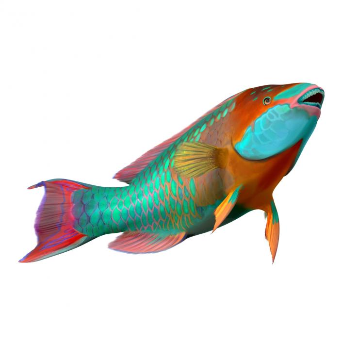 3D Rainbow Parrot Fish Rigged