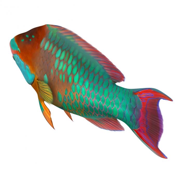 3D Rainbow Parrot Fish Rigged