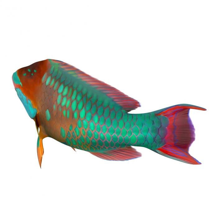 3D Rainbow Parrot Fish Rigged