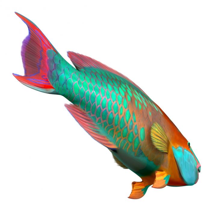 3D Rainbow Parrot Fish Rigged