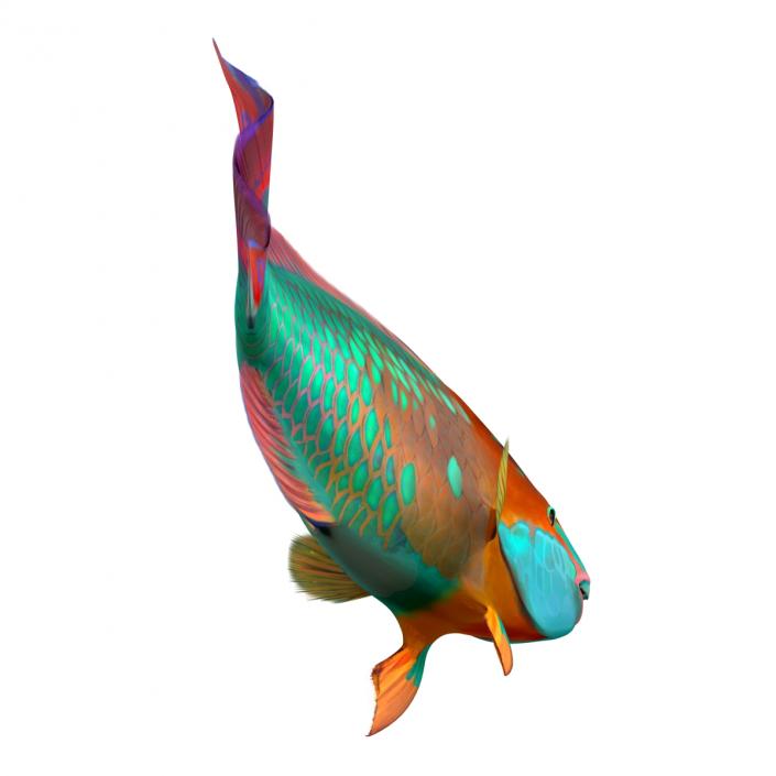 3D Rainbow Parrot Fish Rigged