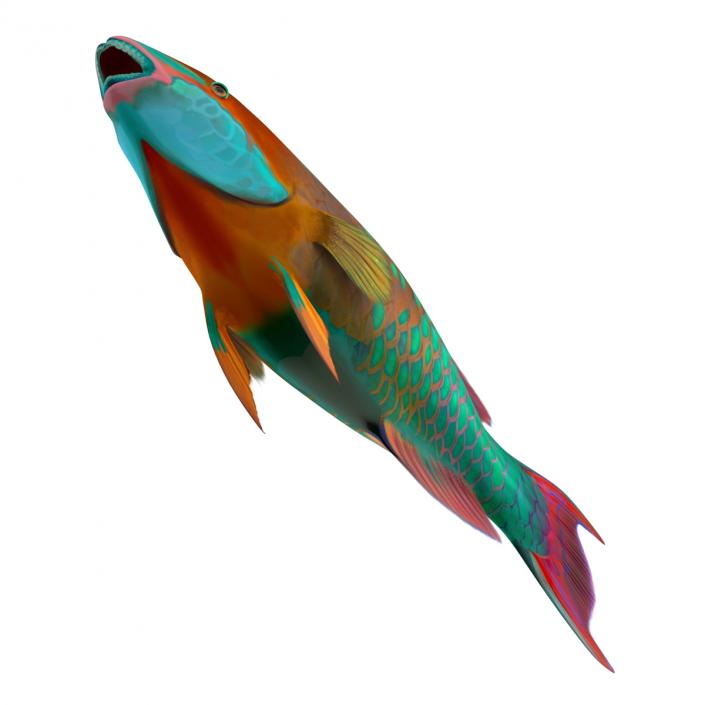 3D Rainbow Parrot Fish Rigged