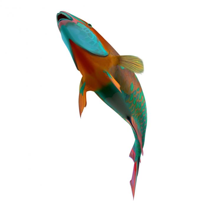 3D Rainbow Parrot Fish Rigged