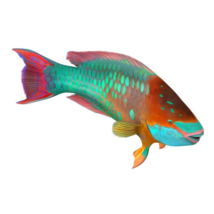 3D Rainbow Parrot Fish Rigged