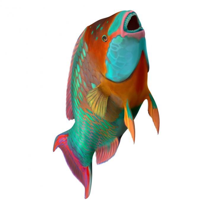 3D Rainbow Parrot Fish Rigged