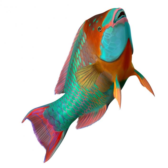 3D Rainbow Parrot Fish Rigged