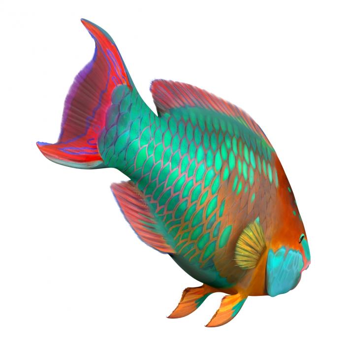 3D Rainbow Parrot Fish Rigged