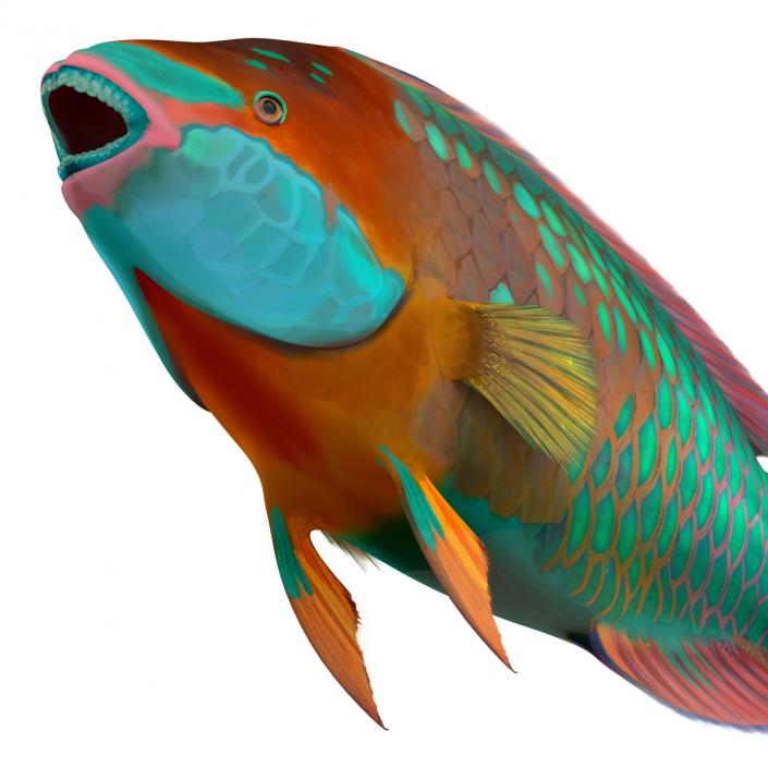 3D Rainbow Parrot Fish Rigged