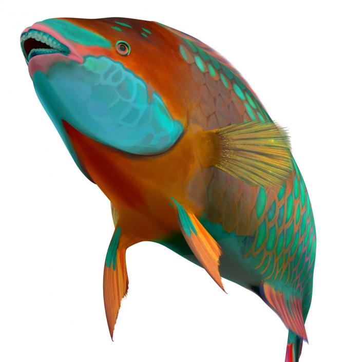 3D Rainbow Parrot Fish Rigged