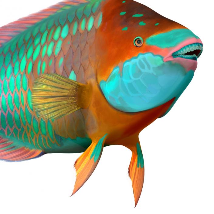 3D Rainbow Parrot Fish Rigged