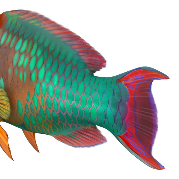 3D Rainbow Parrot Fish Rigged