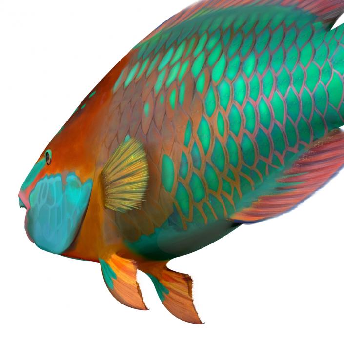 3D Rainbow Parrot Fish Rigged