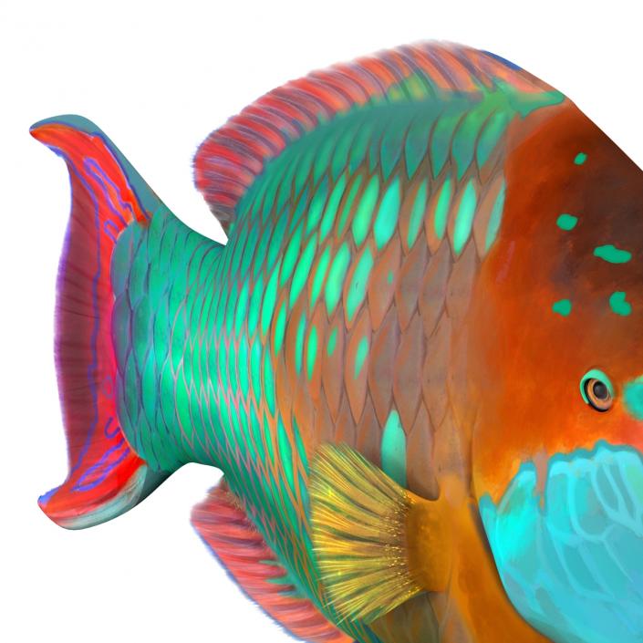 3D Rainbow Parrot Fish Rigged