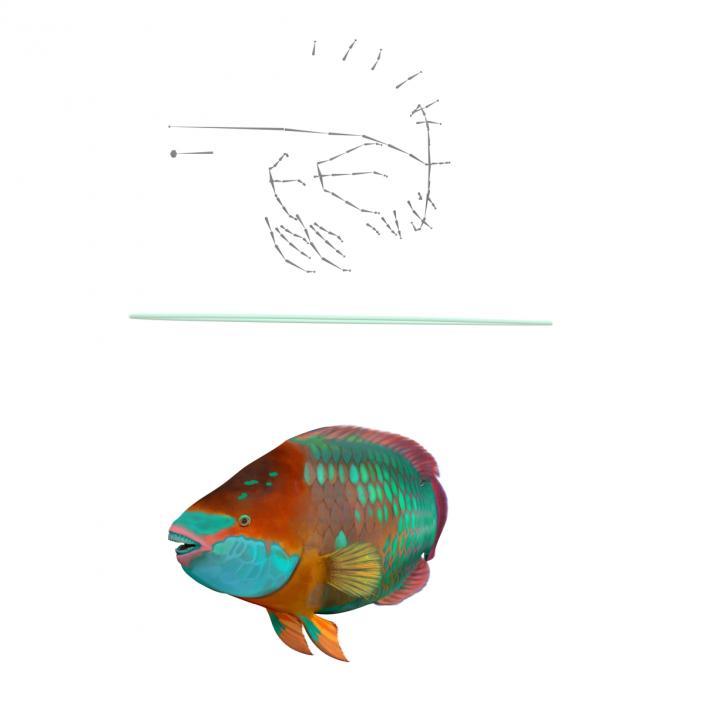 3D Rainbow Parrot Fish Rigged