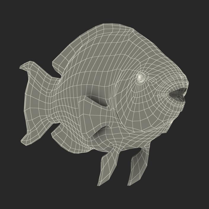 3D Rainbow Parrot Fish Rigged