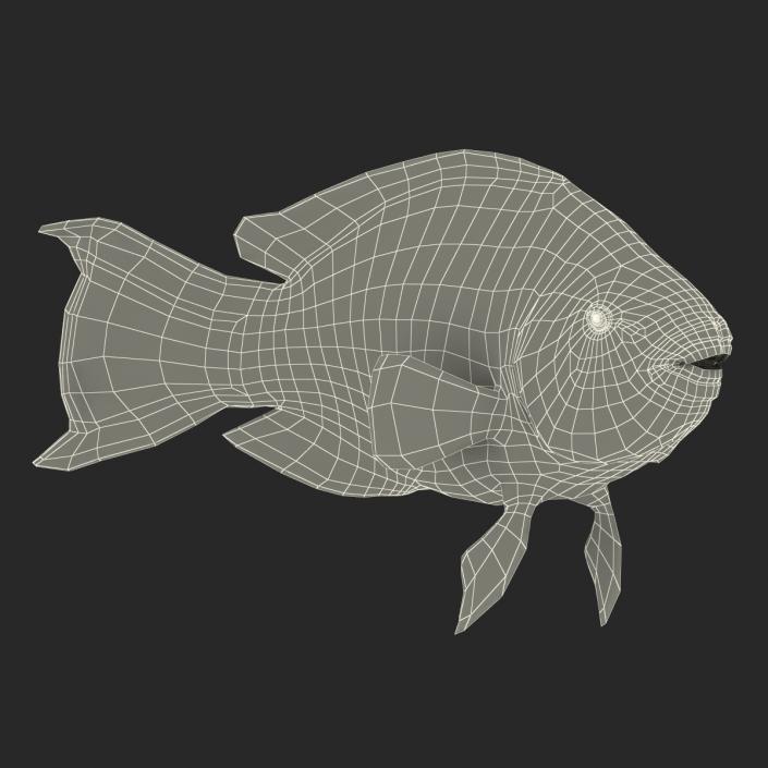 3D Rainbow Parrot Fish Rigged