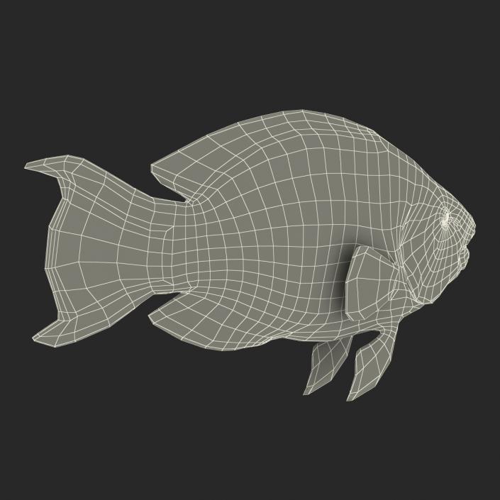 3D Rainbow Parrot Fish Rigged