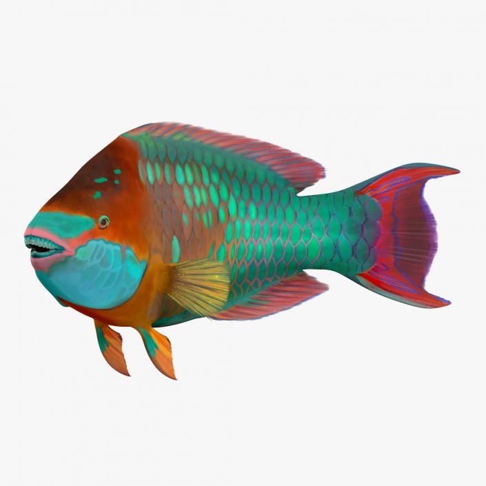 3D Rainbow Parrot Fish Pose 2