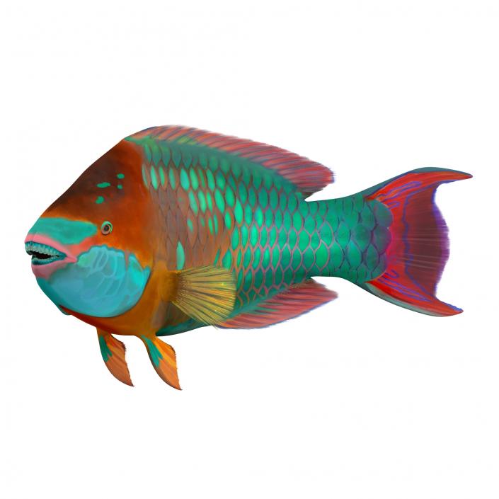 3D Rainbow Parrot Fish Pose 2