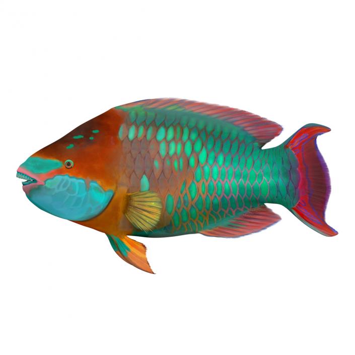 3D Rainbow Parrot Fish Pose 2