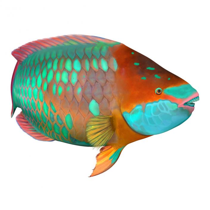 3D Rainbow Parrot Fish Pose 2